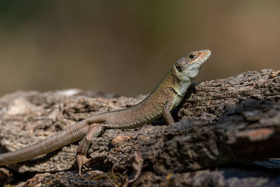 Close-up of lizard on rock