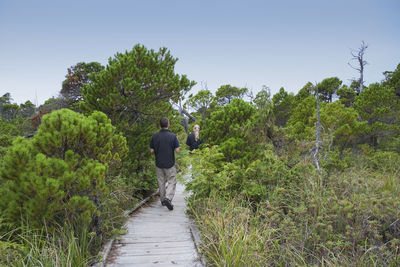 Rear view of man and woman walking on boardwalk amidst trees