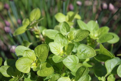 Close-up of fresh green leaves