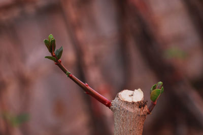 Close-up of plant