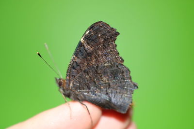 Close-up of insect on hand over green background