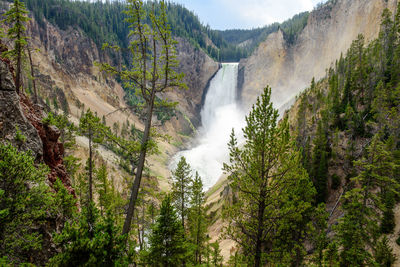 Scenic view of waterfall in forest