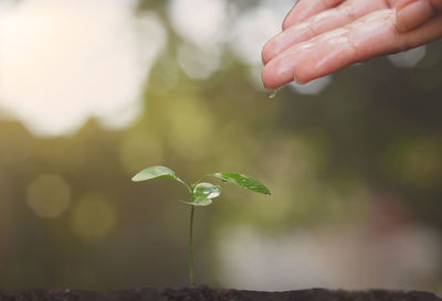 Cropped hand by seedlings