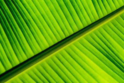 Full frame shot of palm leaves