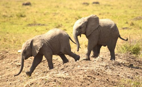 Elephant walking in a field