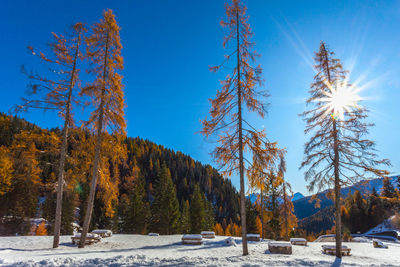 Larch trees with autumn colors photographed against a snow-covered park, dolomites, italy