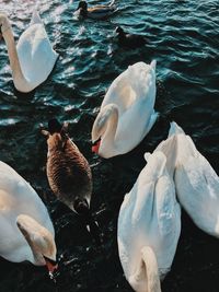 High angle view of swans swimming in lake