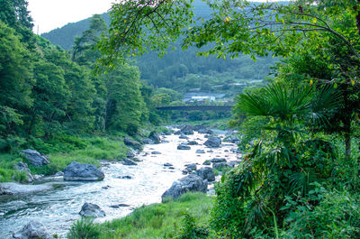 River flowing amidst trees in forest