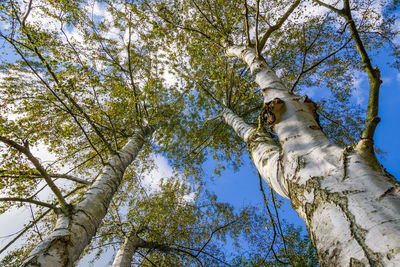 Low angle view of trees against blue sky