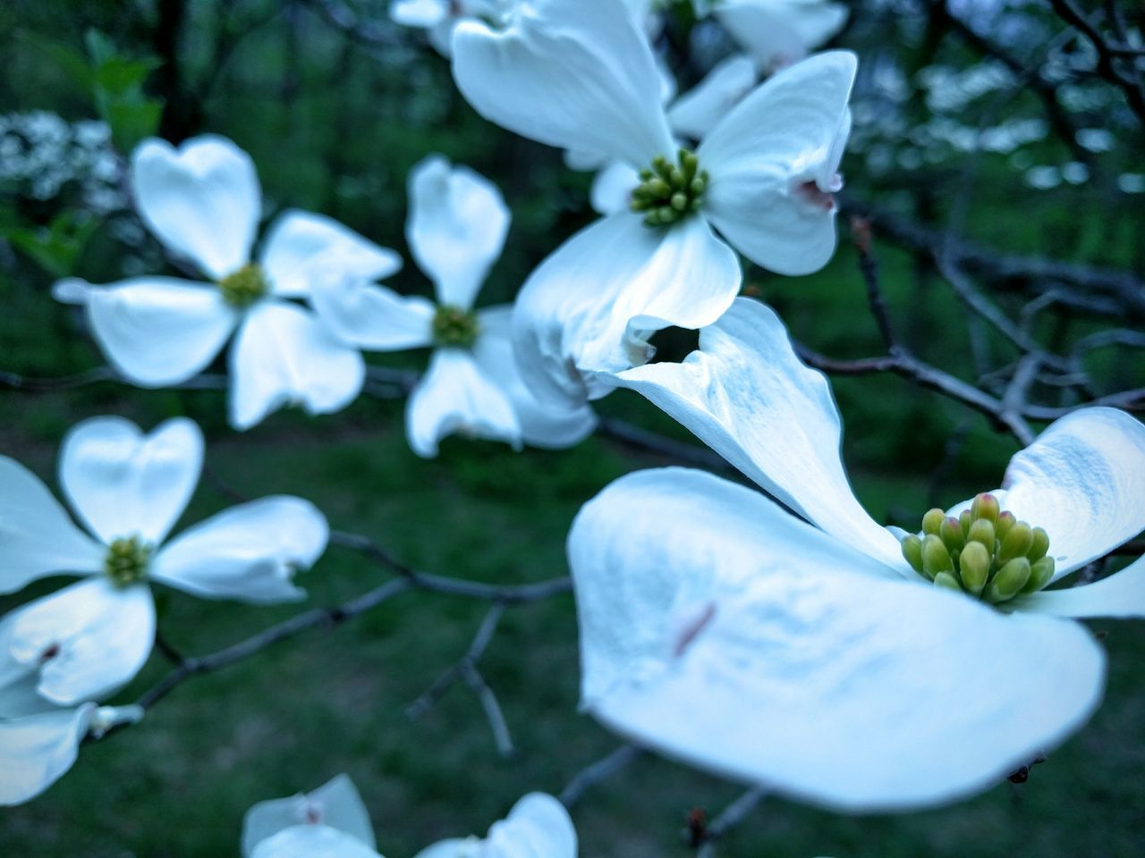 flower, white color, petal, freshness, fragility, growth, focus on foreground, beauty in nature, flower head, nature, close-up, blooming, white, plant, park - man made space, in bloom, blossom, day, outdoors, selective focus