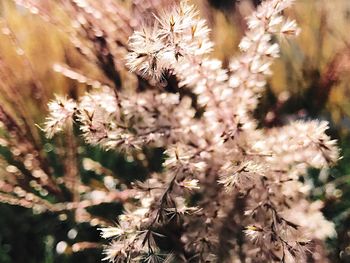 Close-up of flowers on field