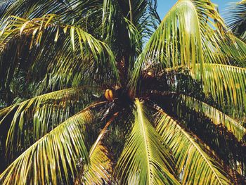 Palm trees against sky