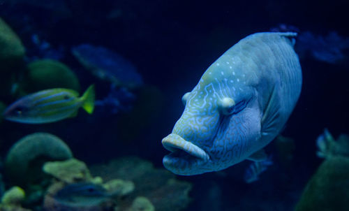 Close-up of fish swimming in sea