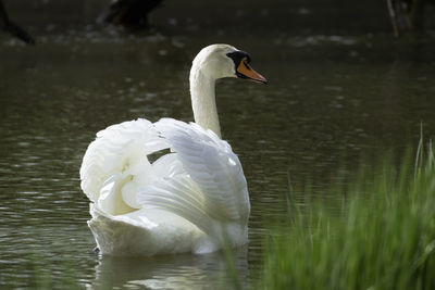 Swan swimming in lake