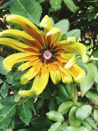 Close-up of bee on yellow flower
