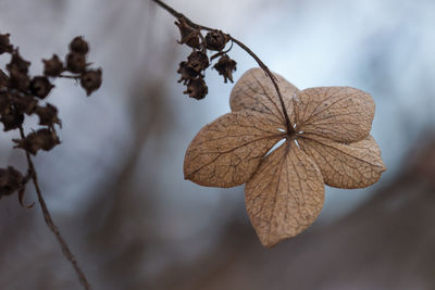 Close-up of wilted plant