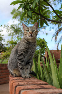 Portrait of a cat sitting on tree