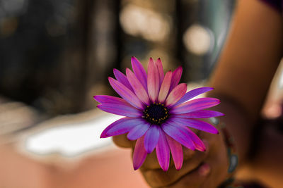Cropped hand of woman holding purple flower