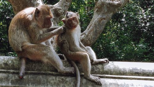 Daily family routine, monkey at khao wang, petchaburi, thailand 