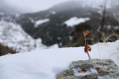 Close-up of snow on rock