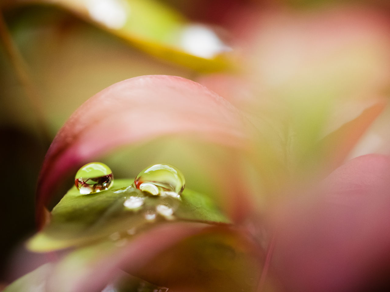 flower, freshness, growth, fragility, petal, close-up, selective focus, beauty in nature, nature, plant, focus on foreground, leaf, pink color, flower head, bud, green color, macro, day, outdoors, botany, stem, new life, beginnings, blooming, no people, in bloom, blossom, detail