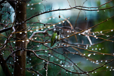 Close-up of hummingbird perching on branch