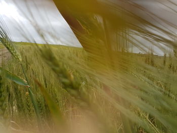 Close-up of wheat field