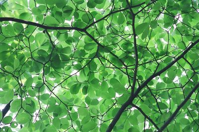 Full frame shot of leaves