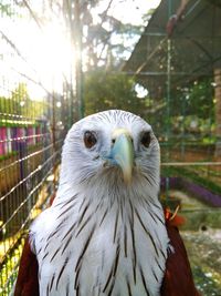 Close-up of brahminy kite in cage at zoo