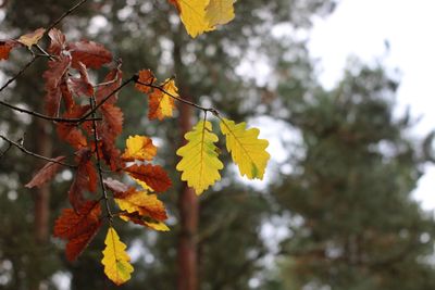 Close-up of yellow maple leaves on tree