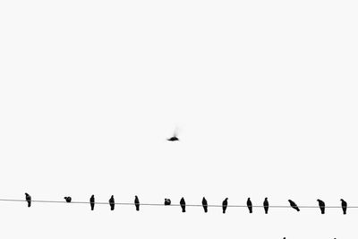 Low angle view of birds flying in sky