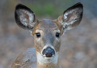 Close-up portrait of deer