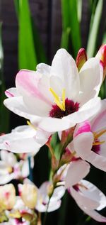 Close-up of white pink flowers