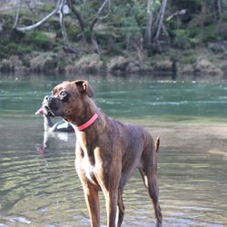 Dog standing on lake