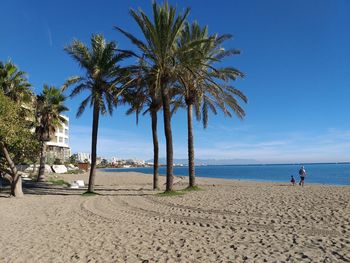 Palm trees on beach against sky