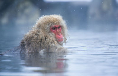 Snow monkey in a hot spring, nagano, japan.