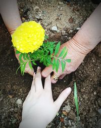 Close-up of hand holding flower