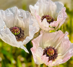 Close-up of white flowering plant