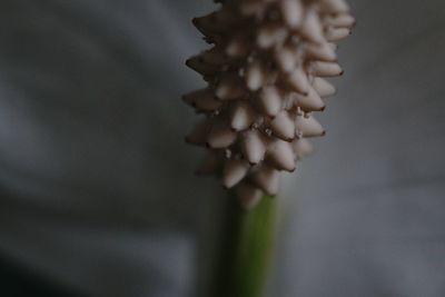 Close-up of fresh white flowering plant