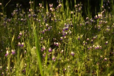 Close-up of small purple flowers in field