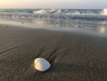 Close-up of shell on beach