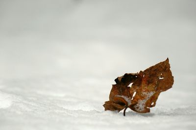 Dry leaf on snow covered field during winter