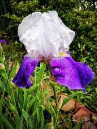 Close-up of purple iris blooming outdoors
