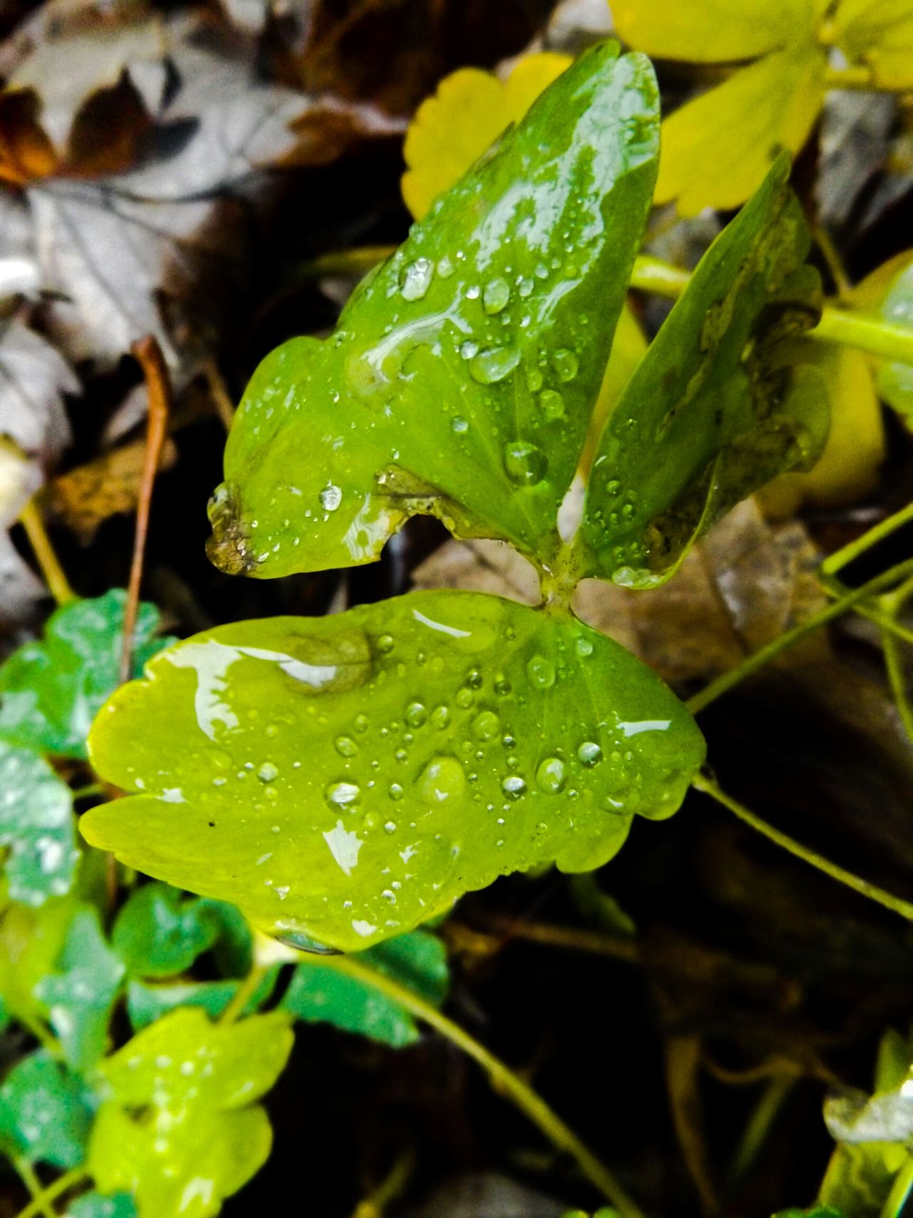 Water droplets on clover