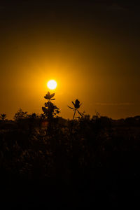 Silhouette plants on field against sky during sunset