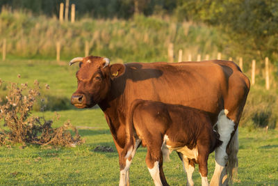 Cow feeding calf on field