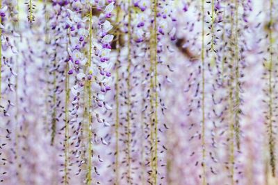 Close-up of purple flowering plants