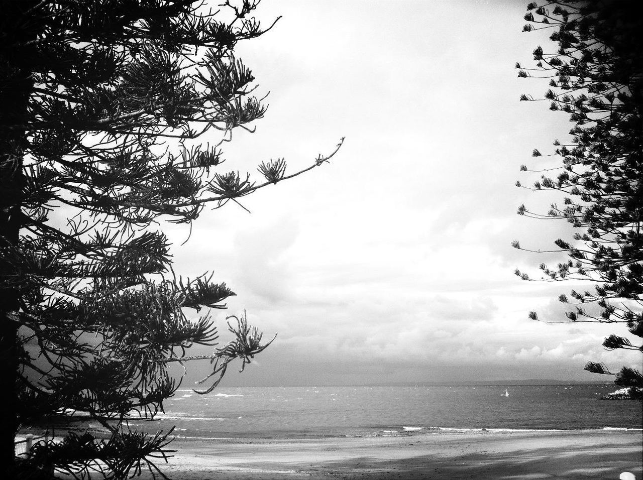 tree, sky, tranquility, tranquil scene, horizon over water, sea, scenics, water, beauty in nature, nature, branch, beach, cloud - sky, idyllic, shore, cloud, cloudy, outdoors, day, growth