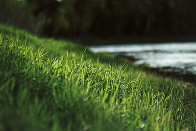 Close-up of grass on land