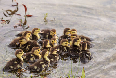 Birds in a lake